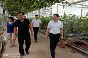 平度市副市長羅毅一行到訪農業(yè)公司進行參觀調研